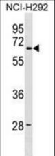 LMBR1 Antibody western blot of NCI-H292 cell line lysates (35 ug/lane). The LMBR1 antibody detected the LMBR1 protein (arrow).