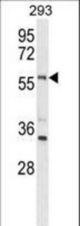 Western blot of LMBR1L Antibody in 293 cell line lysates (35 ug/lane). LMBR1L (arrow) was detected using the purified antibody.