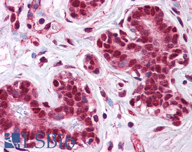 Anti-LMBRD1 antibody IHC of human breast. Immunohistochemistry of formalin-fixed, paraffin-embedded tissue after heat-induced antigen retrieval. Antibody LS-B5352 concentration 5 ug/ml.