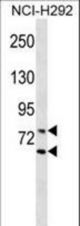 LMNA Antibody western blot of NCI-H292 cell line lysates (35 ug/lane). The LMNA Antibody detected the LMNA protein (arrow).
