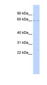 LMNB1 / Lamin B1 antibody LS-C111087 Western blot of SK-MEL-2 cell lysate.
