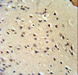 Lamin B1 Antibody IHC of formalin-fixed and paraffin-embedded mouse brain tissue followed by peroxidase-conjugated secondary antibody and DAB staining.