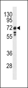 Western blot of Lamin B1 antibody in Ramos cell line lysates (35 ug/lane). Lamin B1 (arrow) was detected using the purified antibody.