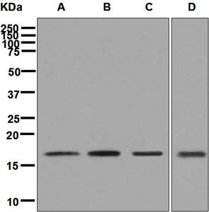 Western blot analysis on (A) 293T, (B) Jurkat, (C) SH-SY5Y, and (D) NIH/3T3 cell lysates using anti-LMO4 antibody.