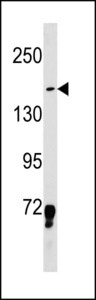 LMO7 Antibody western blot of K562 cell line lysates (35 ug/lane). The LMO7 antibody detected the LMO7 protein (arrow).