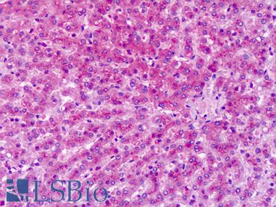 Anti-GRM7 / MGLUR7 antibody IHC of human liver. Immunohistochemistry of formalin-fixed, paraffin-embedded tissue after heat-induced antigen retrieval. Antibody LS-A2694 dilution 10 ug/ml.