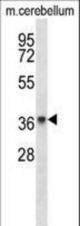 PAQR8 Antibody western blot of mouse cerebellum tissue lysates (35 ug/lane). The PAQR8 antibody detected the PAQR8 protein (arrow).