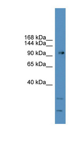 GRM7 / MGLUR7 antibody LS-C135563 Western blot of 721_B cell lysate.