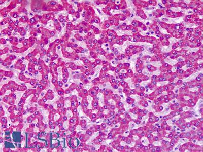 Anti-GRM7 / MGLUR7 antibody IHC of human liver. Immunohistochemistry of formalin-fixed, paraffin-embedded tissue after heat-induced antigen retrieval. Antibody LS-A918 dilution 4-6 ug/ml.
