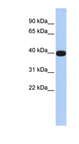 LMX1A antibody LS-C101404 Western blot of Fetal Brain lysate.