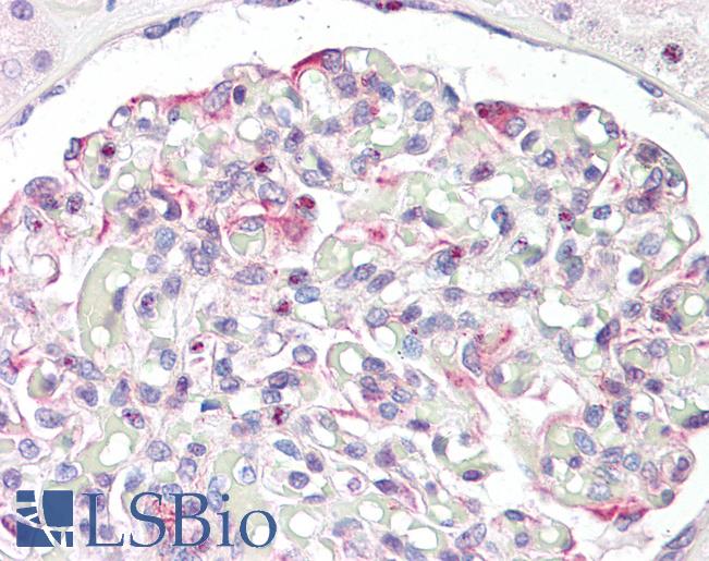 Anti-LMX1B antibody IHC staining of human kidney. Immunohistochemistry of formalin-fixed, paraffin-embedded tissue after heat-induced antigen retrieval.