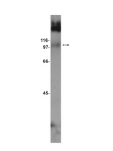 WB: Rat brain microsomal protein preparation probed with anti-mGluR7 (0.5 micrograms/ml).