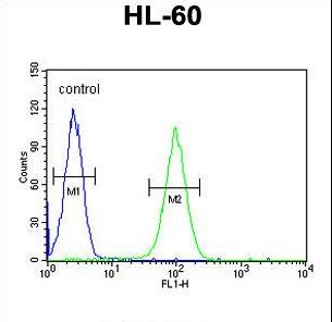 LNPEP Antibody flow cytometry of HL-60 cells (right histogram) compared to a negative control cell (left histogram). FITC-conjugated goat-anti-rabbit secondary antibodies were used for the analysis.