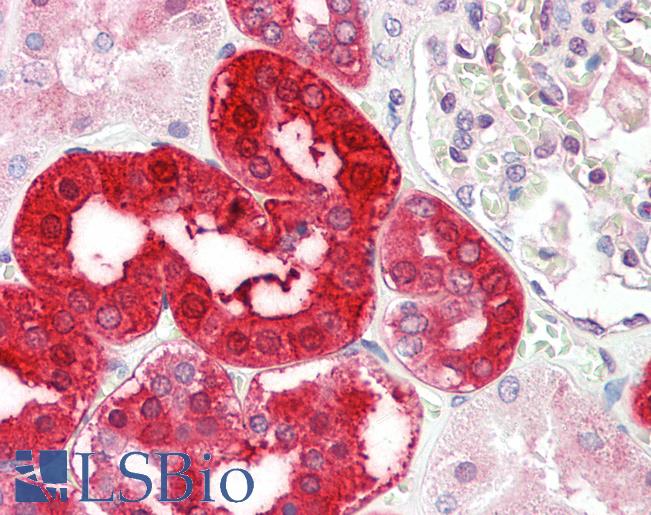 Anti-LNPEP antibody IHC staining of human kidney. Immunohistochemistry of formalin-fixed, paraffin-embedded tissue after heat-induced antigen retrieval.