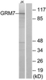 Western blot of extracts from Jurkat cells, using GRM7 Antibody. The lane on the right is treated with the synthesized peptide.