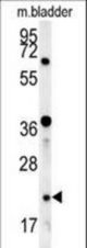 LOH12CR1 Antibody western blot of mouse bladder tissue lysates (15 ug/lane). The LOH12CR1 antibody detected LOH12CR1 protein (arrow).
