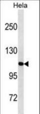 LONP1 Antibody western blot of HeLa cell line lysates (35 ug/lane). The LONP1 antibody detected the LONP1 protein (arrow).