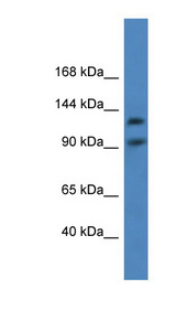 LONP2 antibody LS-C135839 Western blot of Fetal Brain lysate.