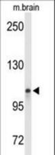Western blot of LONP2 Antibody in mouse brain tissue lysates (35 ug/lane). LONP2 (arrow) was detected using the purified antibody.