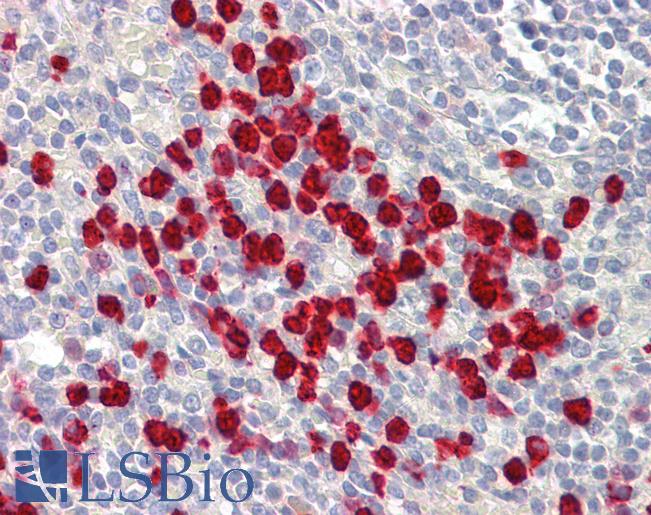 Anti-LONP2 / LONP antibody IHC of human spleen. Immunohistochemistry of formalin-fixed, paraffin-embedded tissue after heat-induced antigen retrieval. Antibody LS-B8577 dilution 5 ug/ml.
