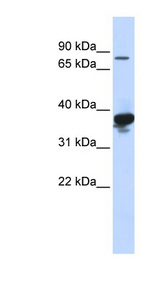 LONRF2 antibody LS-C102035 Western blot of Fetal Heart lysate.