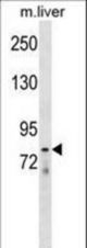 LOXL4 Antibody western blot of mouse liver tissue lysates (35 ug/lane). The LOXL4 antibody detected the LOXL4 protein (arrow).