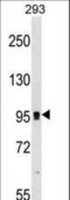GRM7 Antibody western blot of 293 cell line lysates (35 ug/lane). The GRM7 antibody detected the GRM7 protein (arrow).