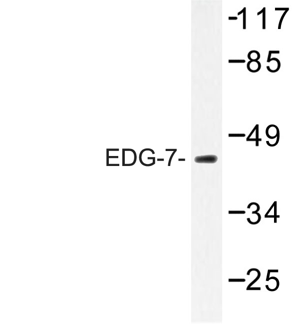 Western blot of EDG-7 (P324)pAb in extracts from Jurkat cells.