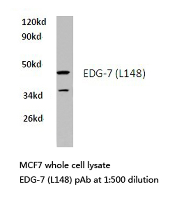 Western blot of EDG-7 (L148) pAb in extracts from MCF7 cells.