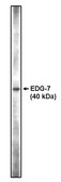 Western blot of anti-EDG-7 CT antibody on RH7777 cell lysates transfected with full length human EDG-7 using Pierce Femto Signal substrate.