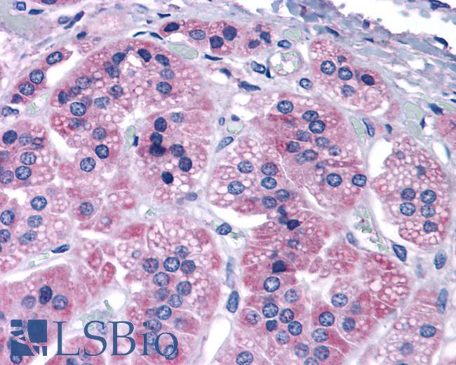 Anti-GRM7 / MGLUR7 antibody IHC of human adrenal. Immunohistochemistry of formalin-fixed, paraffin-embedded tissue after heat-induced antigen retrieval.