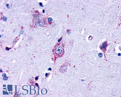 Anti-EDG7 antibody LS-A1017 IHC of human brain, amygdala. Immunohistochemistry of formalin-fixed, paraffin-embedded tissue after heat-induced antigen retrieval.