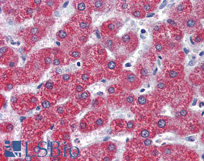 Anti-EDG7 antibody LS-A1016 IHC of human liver. Immunohistochemistry of formalin-fixed, paraffin-embedded tissue after heat-induced antigen retrieval.