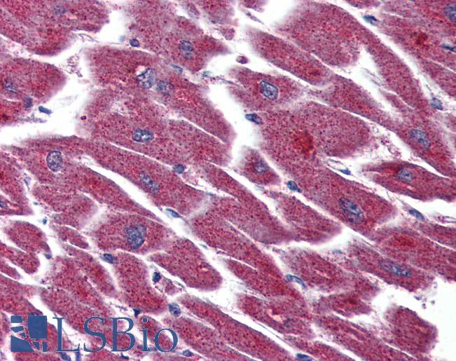Anti-EDG7 antibody LS-A1016 IHC of human heart. Immunohistochemistry of formalin-fixed, paraffin-embedded tissue after heat-induced antigen retrieval.