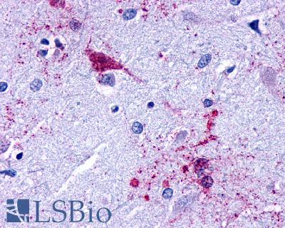 Anti-EDG7 antibody LS-A1014 IHC of human brain, amygdala. Immunohistochemistry of formalin-fixed, paraffin-embedded tissue after heat-induced antigen retrieval.
