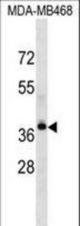 LPAR4 Antibody western blot of MDA-MB468 cell line lysates (35 ug/lane). The LPAR4 antibody detected the LPAR4 protein (arrow).
