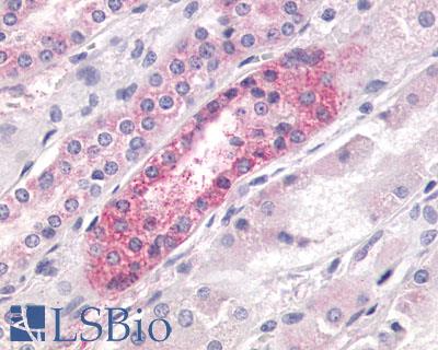 Anti-LPAR4 / GPR23 antibody LS-A1895 IHC of human kidney. Immunohistochemistry of formalin-fixed, paraffin-embedded tissue after heat-induced antigen retrieval.