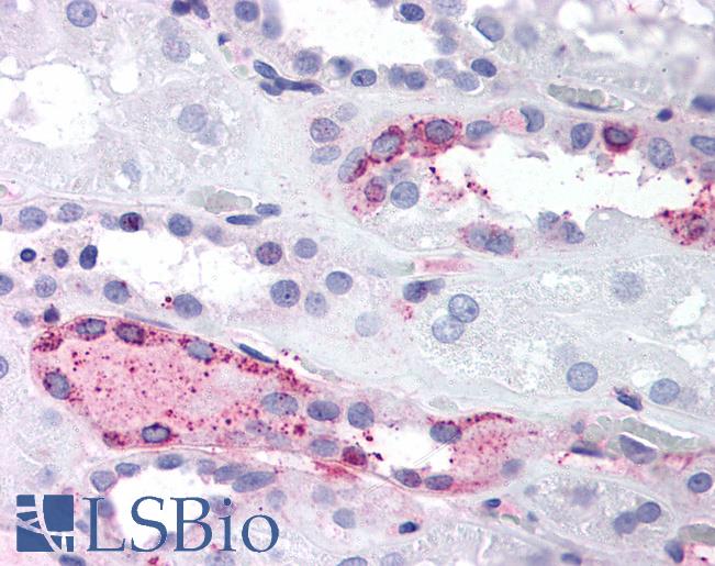 Anti-LPAR4 / GPR23 antibody LS-A873 IHC of human kidney. Immunohistochemistry of formalin-fixed, paraffin-embedded tissue after heat-induced antigen retrieval.