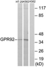 Western blot of extracts from HT-29/K562 cells, using GPR92 Antibody. The lane on the right is treated with the synthesized peptide.