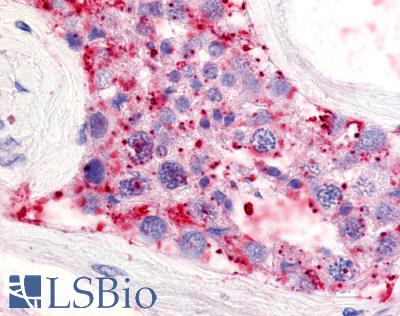 Anti-LPAR5 / GPR92 antibody LS-A425 IHC of human testis, seminiferous tubule. Immunohistochemistry of formalin-fixed, paraffin-embedded tissue after heat-induced antigen retrieval.