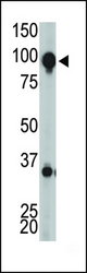 The GRPRC1H C-term antibody is used in Western blot to detect GRPRC1H in mouse brain tissue lysate.