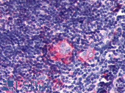 Anti-LPAR6 / P2RY5 antibody LS-A850 IHC of human thymus. Immunohistochemistry of formalin-fixed, paraffin-embedded tissue after heat-induced antigen retrieval.
