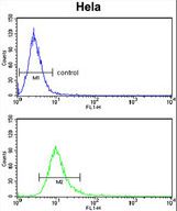 PCAT1 Antibody flow cytometry of HeLa cells (bottom histogram) compared to a negative control cell (top histogram). FITC-conjugated goat-anti-rabbit secondary antibodies were used for the analysis.