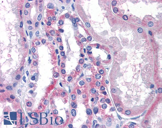 Anti-LPCAT1 antibody LS-A9904 IHC of human kidney. Immunohistochemistry of formalin-fixed, paraffin-embedded tissue after heat-induced antigen retrieval.