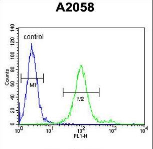 GOT1A Antibody flow cytometry of A2058 cells (right histogram) compared to a negative control cell (left histogram). FITC-conjugated goat-anti-rabbit secondary antibodies were used for the analysis.