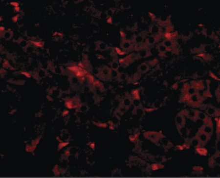 Immunofluorescence of GNPDA2 in mouse kidney tissue with GNPDA2 antibody at 20 ug/ml.