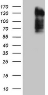 HEK293T cells were transfected with the pCMV6-ENTRY control (Left lane) or pCMV6-ENTRY LPIN3 (Right lane) cDNA for 48 hrs and lysed. Equivalent amounts of cell lysates (5 ug per lane) were separated by SDS-PAGE and immunoblotted with anti-LPIN3.