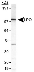 Detection of LPO in MDA-MB231 cell lysate.