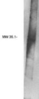 Western blot of PAP2B antibody on human brain lysate.