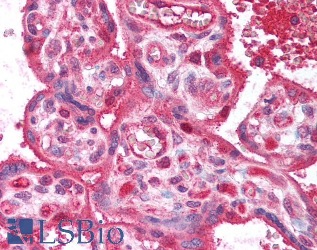 Anti-PPAP2B antibody IHC of human placenta. Immunohistochemistry of formalin-fixed, paraffin-embedded tissue after heat-induced antigen retrieval. Antibody LS-B623 concentration 20 ug/ml.